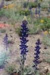 Bluebonnets.jpg (16285 bytes)